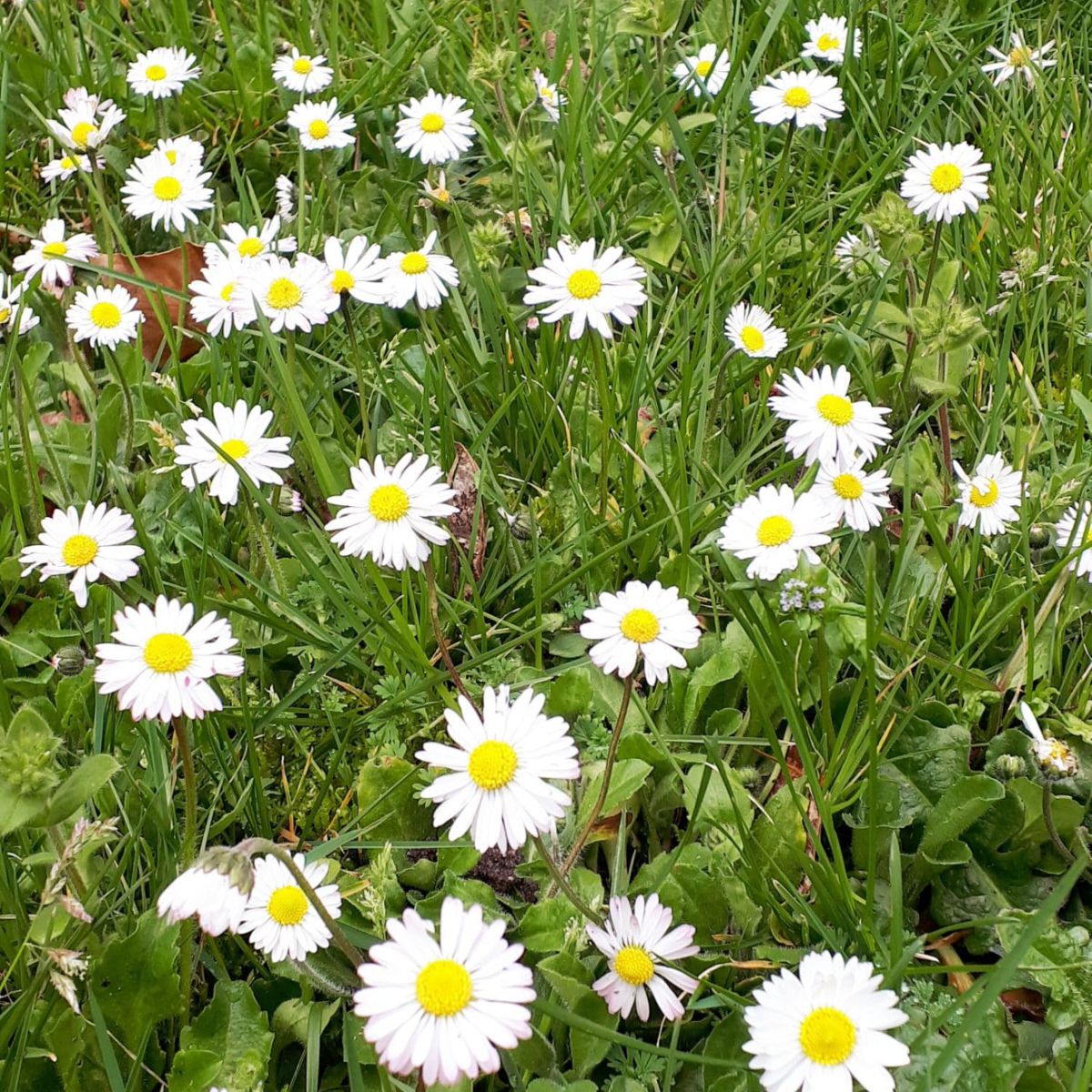 Parc fleuri la nature au rendez-vous